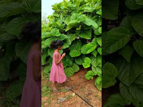 இனியா இயற்கை தோட்டம் பார்வை iniya Natural Form View