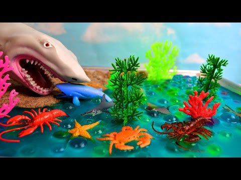 Learn Sea Animals Names for Kids with Shark Attack Hand Puppet Toy
