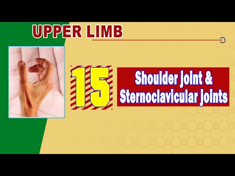 𝟏𝟓. 𝐒𝐡𝐨𝐮𝐥𝐝𝐞𝐫 𝐣𝐨𝐢𝐧𝐭 + 𝐒𝐭𝐞𝐫𝐧𝐨𝐜𝐥𝐚𝐯𝐢𝐜𝐮𝐥𝐚𝐫 𝐣𝐨𝐢𝐧𝐭𝐬