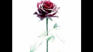 TVXQ - Winter rose