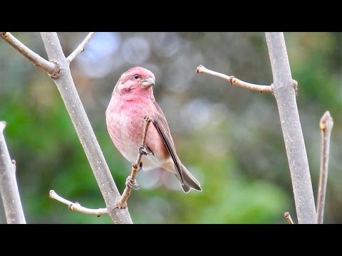 Purple Finch : male and female