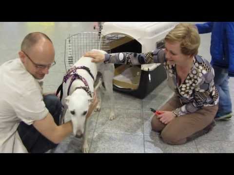 Galgo Daisy, journey from Spain to the Netherlands