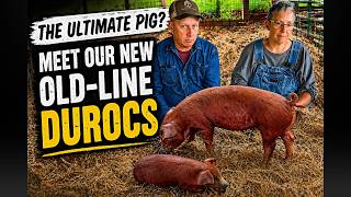 The Best Pasture Pig Ever? Meet Our New Old-Line Durocs