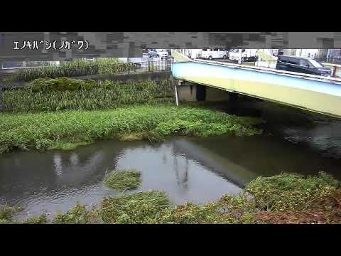 野川・榎橋の水位カメラ