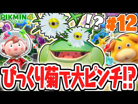 A big struggle with the surprising chrysanthemum!? A large number of Pikmin were eaten!? Fastest ...