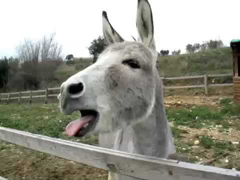 "Elfo", asinello che raglia.