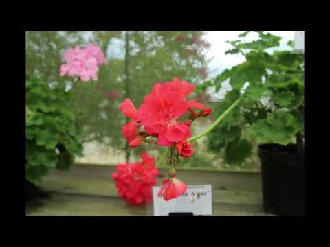 Visit to Fibrex,part 2.Zonartic pelargoniums
