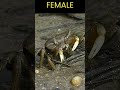 Why Do Fiddler Crabs Wave Their Claws?  Watch This To Find The Answer!