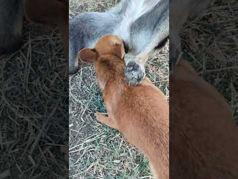 #beautiful #puppy #animals #dog #usa #pets