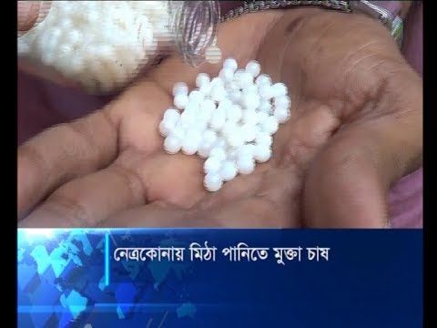 নেত্রকোনায় মিঠা পানিতে মুক্তা চাষ