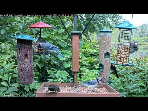 Bunches Of Blue Jays Pick Peanuts And Seeds At Cornell Feeders – Aug. 3, 2023