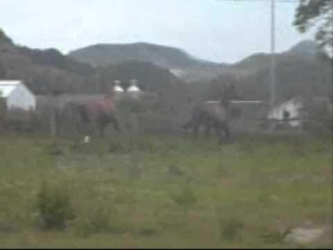 Hofmanas på beite 16.07.11