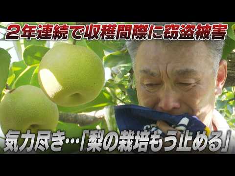 涙の告白！収穫直前の梨5000個根こそぎ盗難　絶望する農家