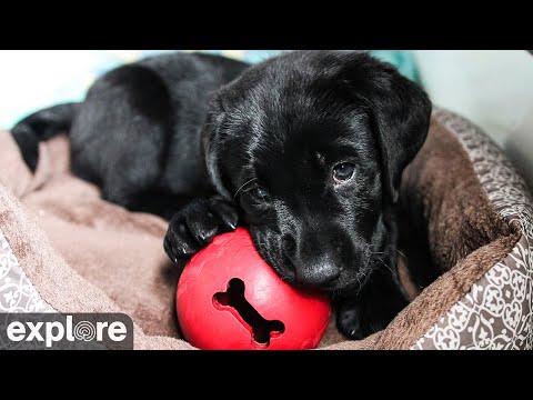 子犬のライブのライブカメラ映像