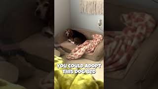 Video preview image #1 Beagle Puppy For Sale in Dunnellon, FL, USA