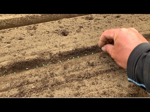 春に種や苗からほうれん草を播種するにはどうすればよいですか？何の品種ですか？  庭園