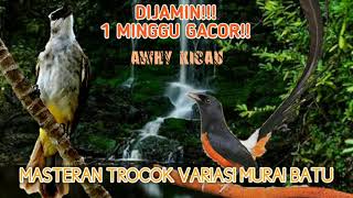 Download lagu master trucukan murai batu mp3 Download lagu master trucukan murai batu mp3