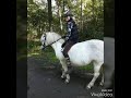 Reit Video Von Mir