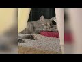The Grey Tabby Cat Finally Out And About