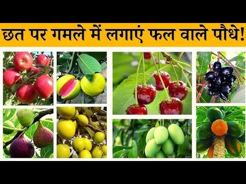 घर पर आसानी से लगने वाले फालदार पौधे अभी खरीदे //