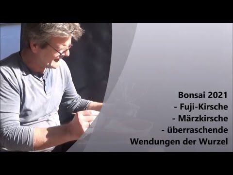 Bonsai 2021-35 - Fuji Cherry - March Cherry - surprising twists in the root