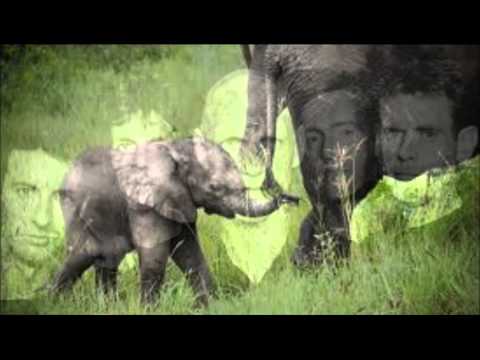 Beds are Baby Elephants - Midnight Oil vs. Henry Mancini