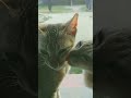 Cat Romantic Kiss Stutus Two Cat Kissing