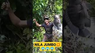 Download lagu Nila super Jumbo gaess!!! mp3
