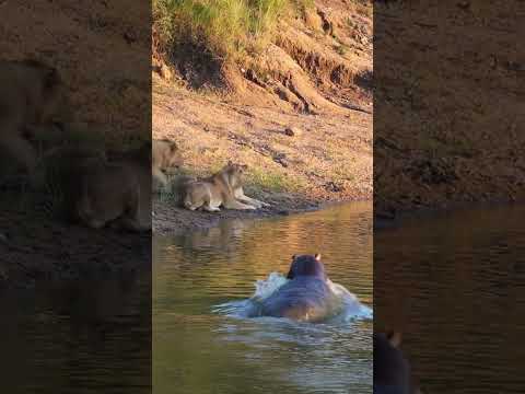 カバがライオンに忍び寄る 🤫🦁🦛