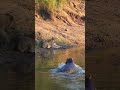 Hippo Sneaks up on Lions 🤫🦁🦛
