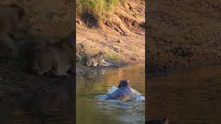 Hippo Sneaks up on Lions 🤫🦁🦛