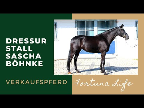 Fortuna Life v  Fürsten Look - Warkant - Prince Thatch xx, geb. 2016