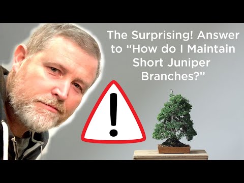 Bonsaify | Surprising Technique for Maintaining Juniper Bonsai
