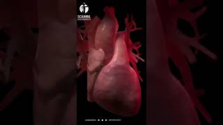 Battement du cœur humain - Augmentation du rythme cardiaque