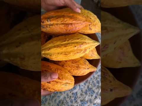 Homemade cocoa powder! 🍫| Natural cocoa powder preparation at home 😀 | Nature Village Life