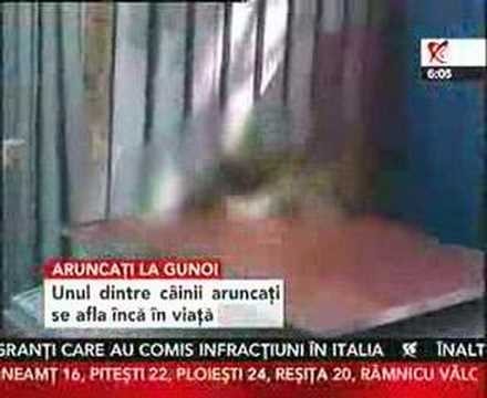 Câini aruncaţi într-un container de gunoi la Focşani