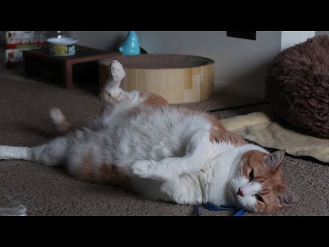 Watch My Cat Lay Belly Up