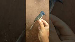 Download lagu Burung Kehicap Ranting mp3 Download lagu Burung Kehicap Ranting mp3