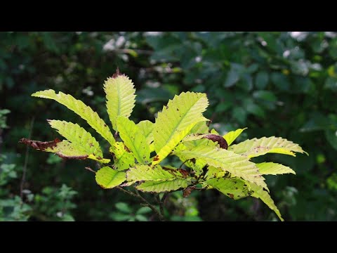 Waldwirtschaften Kompakt - Ist die Edelkastanie eine Baumart mit Zukunft?