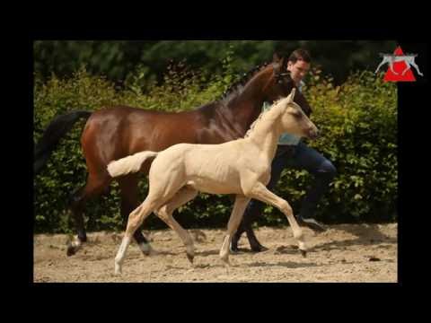 11 Darubino HF v. Darubi Gold - Voyager