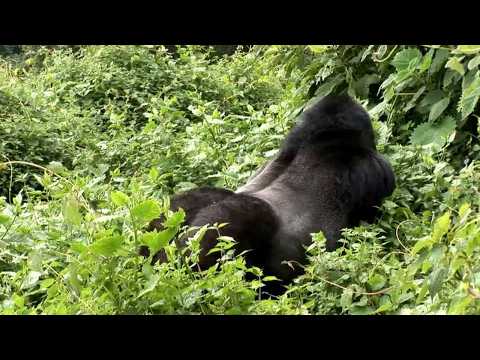 Hero Dog vs Death: What Happened to the Gorilla Baby? #HeroDog #GorillaBaby #Wildlife #AnimalRescue