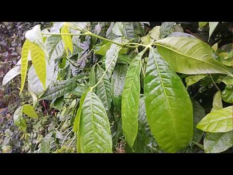 Qhia tshuaj ntxuav Mob Zwm hauv koj lub cev.yuav pab tau koj tsev neeg noj qab nyob zoo nawb .