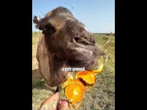 Le chameau a tout dévoré rapidement 🐪