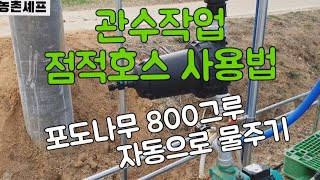 #샤인머스켓 #관수작업점적호스 #샤인머스켓재배기술 #점적호수 #비가림하우스
