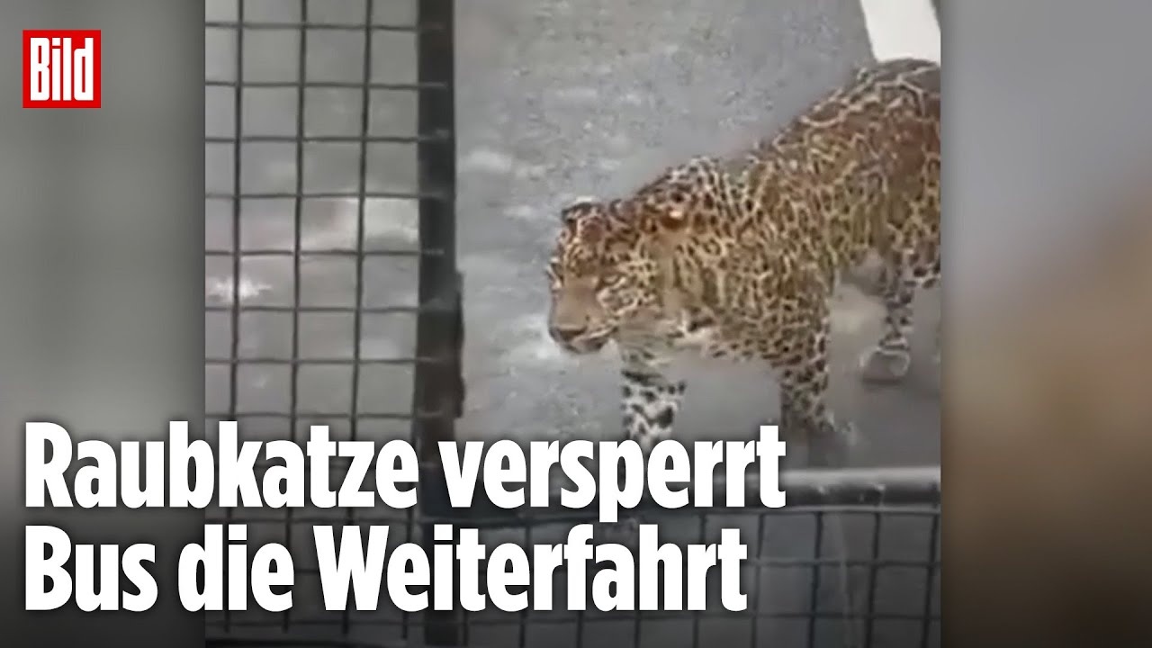 Indien: Leopard verletzt Touristin bei Safari