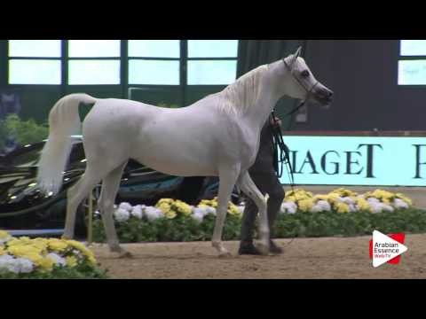 Milan SEWC 2016 - Mares (3A) - 2nd place: N.38 OEJ MONA LIZA