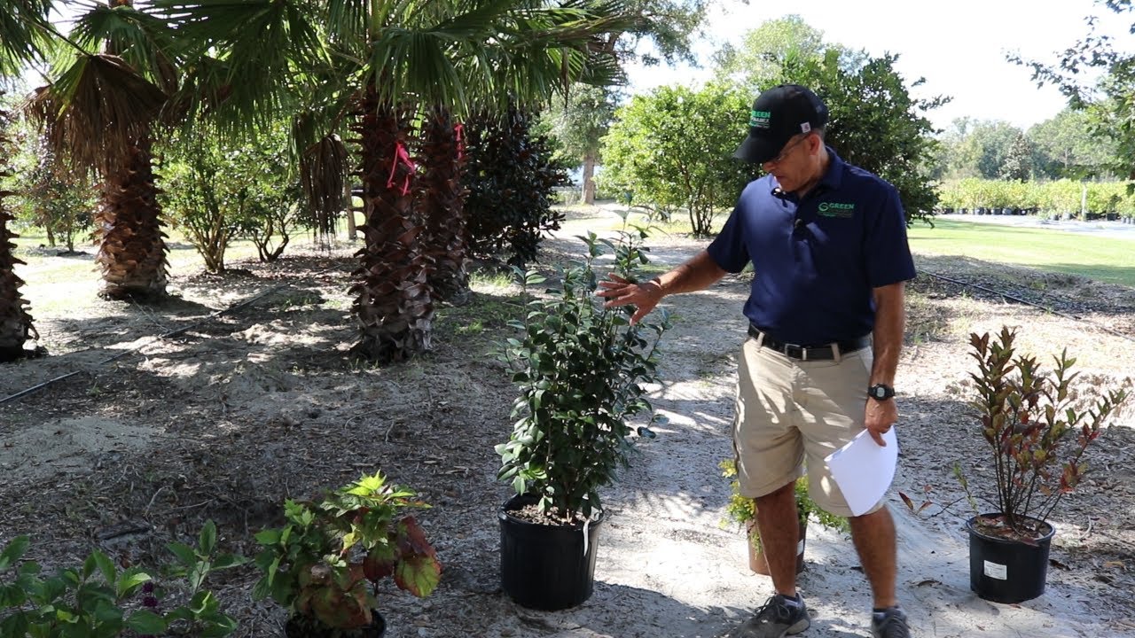 What plants do you use for Fall Color?