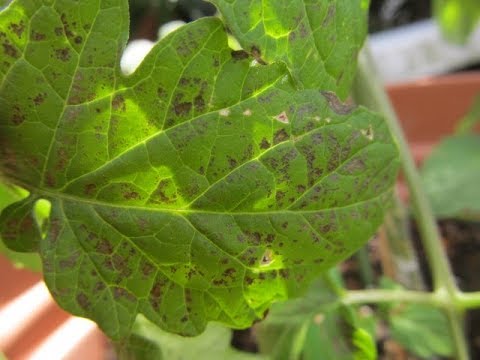重炭酸ナトリウムによるトマトの疫病の治療。庭での白い粉の10の使い方  庭園