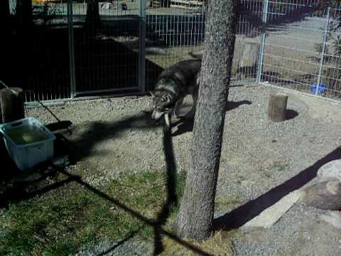 hundpensionat i sorsele