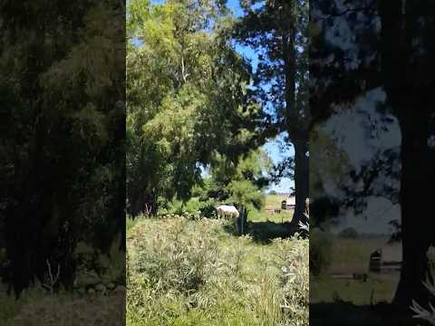 Caballos y Casa de Campo en Coronel Brandsen Buenos Aires Argentina